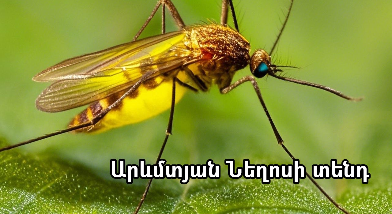 West Nile Fever: Spread and Symptoms